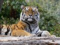 ZOO-Viden 24 srpen 2014 081.JPG